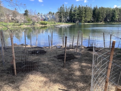 Arrowhead Shore Restoration